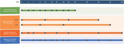 Does Mucosal B1 Activation Result in the Accumulation of Peak IgM During Chronic Intrarectal SIVmac239 Exposure to Protect Chinese-Origin Rhesus Macaques From Disease Progression?